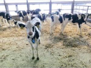 合同会社佐藤牧場