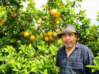 ゼロから30年かけて築いた12町歩。この一部を、私の次の“主”になってくれるあなたに譲りたい。儲かる柑橘「河内晩柑」で柑橘農家になりませんか？