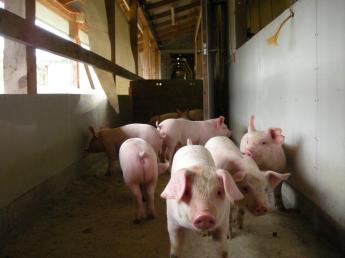 北海道北部の大自然の中、全国でもTOP10％に入る好成績の農場で養豚に携わってみませんか？☆年間休日105日☆