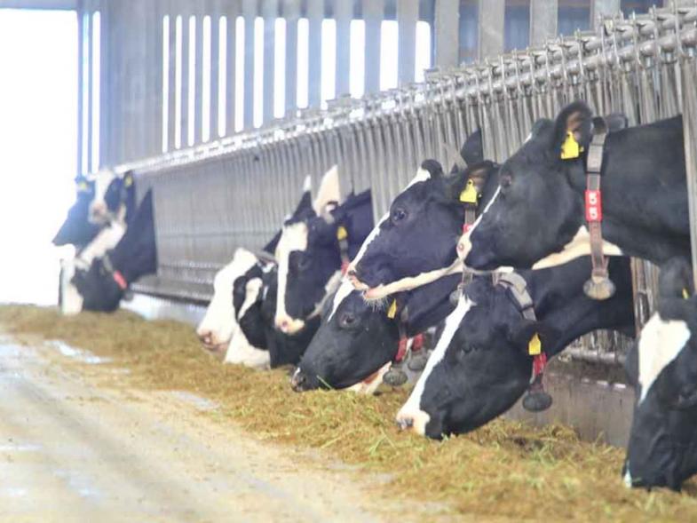 海があり、湖があり、自然豊かな場所で1,300頭の牛たちとともに暮らす生活はいかがですか？ 最先端の設備と乳牛の改良技術に触れ、酪農のことを1から学べる牧場です ◎築浅の寮あり（家具・家電付き） ◎100円でお弁当＆お茶の支給あり
