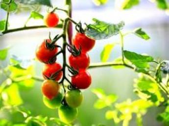 ◆従業員定着率100％、研修体制はバッチリです！◆千葉県でミニトマトを作りませんか♪【寮あり】