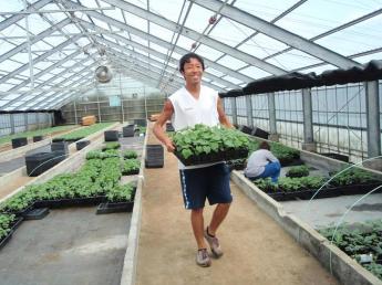 野菜苗の良し悪しで農業の半分～8割が決まる！日本の農業、日本の農家さんの元気を支える責任ある仕事をしませんか？
