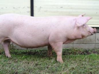 国内最大級の規模の豚のブリーダー企業！ マーケットのニーズに合わせた質の高い種豚を全国の養豚農家様へ供給しています