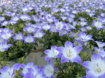 「素敵な花で世界を幸せにする」それが私たちの目標です！完全週休2日！残業ほとんどなし！ 私生活と仕事の充実がここで叶います！
