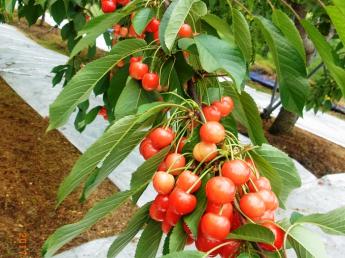福島で果樹栽培に挑戦しませんか！？創業45年の観光果樹園の幹部候補の募集です！