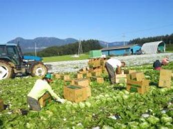 今年も全国においしい野菜をお届け、これからの日本農業を担う若手募集！！