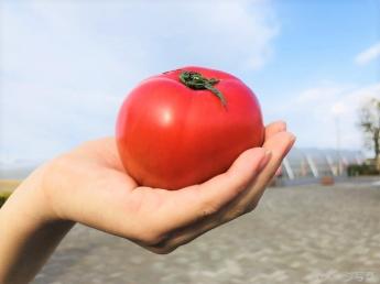 北海道の大地でトマトとレタスを作りませんか？【　二酸化炭素を排出しない無加温エコ栽培　】将来独立を考える方にもイチから農業をお教えします！！