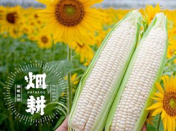 新規就農6年目で法人化！京都・八幡で主に葱の生産を行っています。今後の事業規模の拡大を見据え、これからの農園の中核を担ってくれるような方を募集します＼未経験者歓迎／