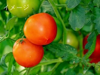 最新鋭のシステム管理を導入した農業法人で、人々に求められるトマトを作りませんか？