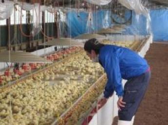 熊本県と大分県で4農場計32万羽の鶏を飼育しています。将来の幹部候補からアルバイト・パートまであなたに合った働き方を選んでいただけます♪＼未経験者歓迎／