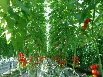 藤沢市でトマトを中心に年間15種類以上の野菜を生産しています 【事業拡大に向けて正社員＆パート同時募集！】 都市部だからこそできる、〝お客様の顔が見える農業”を一緒に実践していきませんか？