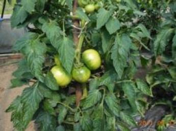 将来農業で自立する事を目標に！美味しい春レタス、大きくて甘いトマトを育てませんか？