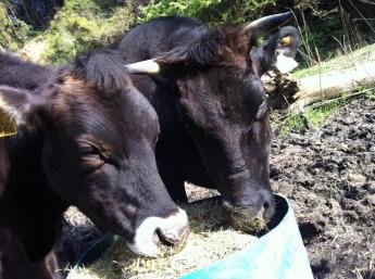 ＼可愛い子牛のお母さん役を募集／ 福岡市内から車で1時間程度の緑あふれる牧場です♪ ◎子牛の誕生にも立ち会えます◎
