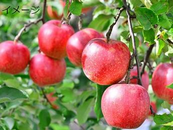 有機JAS認定のりんごを栽培しませんか？ アルバイト・パートとしてお力をお貸しいただける方を募集いたします♪