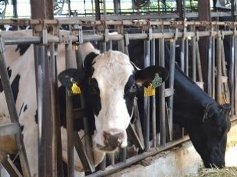 愛知と静岡で、酪農×肥育の複合経営！安全・安心なおいしい牛乳・牛肉を生産しています！