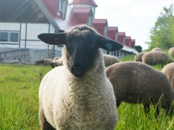 ジンギスカンで有名な『松尾ジンギスカン』のめん羊牧場で、牧場長候補を募集します！憧れの羊飼いになり、羊の魅力を全国に発信してください！