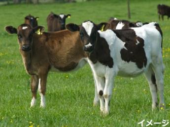 【六次産業化】女性が中心となって活躍している牧場です！ 牛乳もソフトクリームも、全て一頭の牛から生まれます。 美味しいものを直接届けることができる牧場です！