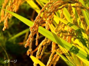 ＼正社員募集！/ 鹿児島県の自然溢れる土地で、一緒に美味しいお米を作りませんか？ ◎長く一緒に働ける方を募集♪