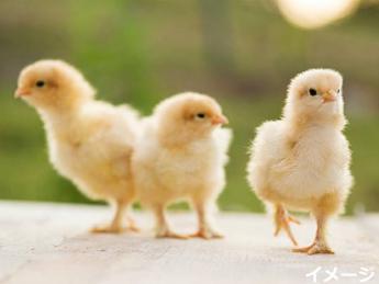 ＼働きやすさ抜群の社内環境／ 愛知県最大級の養鶏場でのびのび鶏を育ててみませんか？ 理由は何でも構いません。これからどうしたいか聞かせてください！