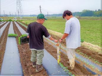 【人に贈って喜ばれる野菜を野菜を作りたい】アルバイト・パート募集！茨城県つくば市で農業始めませんか？未経験歓迎