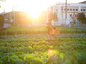 東京・調布で本気で農業に挑戦してみませんか？ 年間160種類以上の野菜づくり。野菜の数だけやりがいがあります
