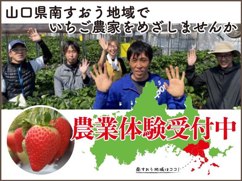 山口県南すおう地域でいちご栽培を始めませんか？ 【令和5年度農業研修生募集】