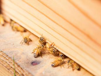 ＼創業1804年！養蜂の老舗総合商社／ 蜂産品の原料の品質を守り、お客様に安心をお届けする仕事です。 確かな知識と技術が身につきます！