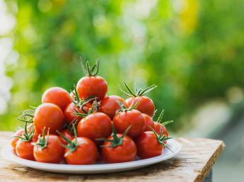 世界が注目するアイメック農法でミニトマトを栽培！ 新たにスタートする農場のオープニングスタッフとして働きませんか？