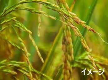 【生活する上でお米には困りません！】ふるさと納税の返礼品に採用されている当社の”特別栽培米”を一緒に作りませんか？
