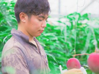 沖縄で南国リゾート生活＆農業の夢を叶えませんか？宮古島のおしゃれなカフェレストランが運営するマンゴー農園で働こう！