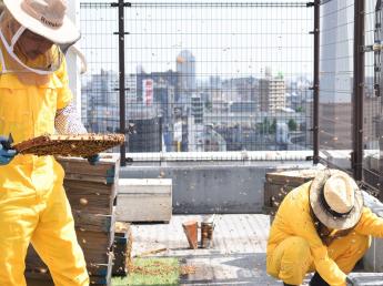 ☆レア求人☆都市養蜂短期アルバイト・大阪市内で養蜂の仕事ができる！