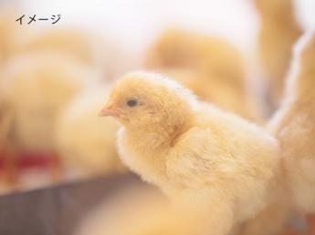 規模拡大中の養鶏場でお仕事しませんか？海外にも卵を販売開始！未経験の方大歓迎！◆昇給あり（年1回）◆賞与あり（年2回8、12月）