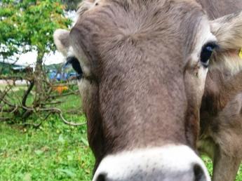土づくり、草づくりからこだわり、放牧酪農を実践しています 「これぞ北海道！」という大自然の中で牛たちと共に自分らしく暮らしませんか？