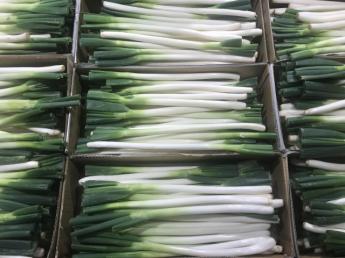 良い土から、いい野菜を栽培しています。有機栽培、無農薬栽培で約40品目の野菜を育てています。六次産業化もおこない、ECサイトで加工品や野菜を販売しています。埼玉県で農業始めませんか？未経験大歓迎