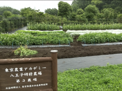 東京農業アカデミー 八王子研修農場 オンライン説明会