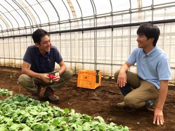 日本の栽培環境に適した新品種を開発する仕事です！他では経験できない野菜栽培に携わってみませんか？