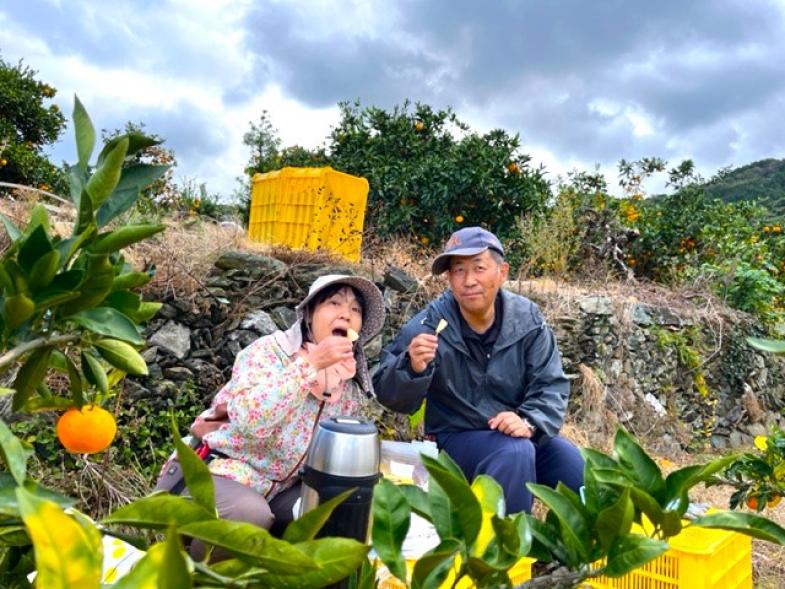 明るい夫婦がお迎えします!一緒にお話ししながら楽しくみかんの収穫作業しませんか?未経験の方も大歓迎◎