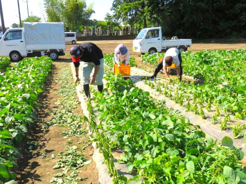 働きながら農業経営に必要な知識や技術の習得が可能です！野田市で都市近郊農業を実践しませんか？