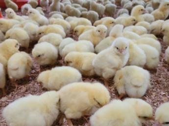 熊本県と大分県で5農場計32万羽の鶏を飼育しています。4つの「日本一」を目指す当社で鶏の飼育にチャレンジしてみませんか？