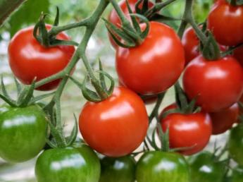 『感動農業　人づくり　土づくり　貢献』という理念のもと、トマト生産に取り組んでいます！ 安定した供給先が確保できているので、生産に専念して技術が追及できる環境です。 思い描いたトマトができた時の喜びを一緒に味わってみませんか？