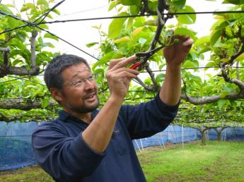 【独立希望者の方を募集します】千葉県の都市部で、梨と露地野菜の生産を行っています