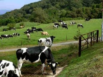 ＼自由気ままな牧場は牛たちのユートピア／近畿圏唯一の山地酪農を取り入れた観光牧場で幸せいっぱいの牛たちのお世話やってみませんか！未経験大歓迎♪