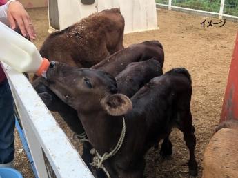 ＼＼パートさん募集中／／ 週3日～勤務OK！動物好きの方お待ちしてます☆ 小さな子牛を愛情たっぷり育てるお仕事です。 未経験の方も丁寧に教えていきます！