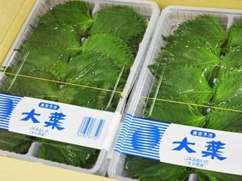 年齢不問！第二のキャリアは大葉の生産に情熱を注いでみませんか？ 最高品質の大葉を全国へとお届けするため、一緒に働いていただける方を募集します！