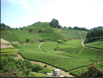 「茶源郷」で期間限定の茶園アルバイトしてみませんか？ 【限定1名募集】個室寮無料貸し出し 未経験の方も丁寧に教えます！