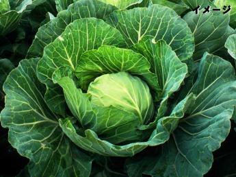 群馬県嬬恋村で期間限定アルバイト募集！ 自然豊かなキャベツ畑で一緒に働きませんか？ 寮費無料！3食食事付き！