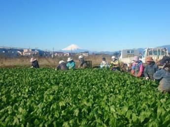 茅ケ崎に残される自然豊かな里山で、一緒に未来へと農地を繋いでいきませんか？ ◎正社員・パート同時募集 ◎未経験の方大歓迎！