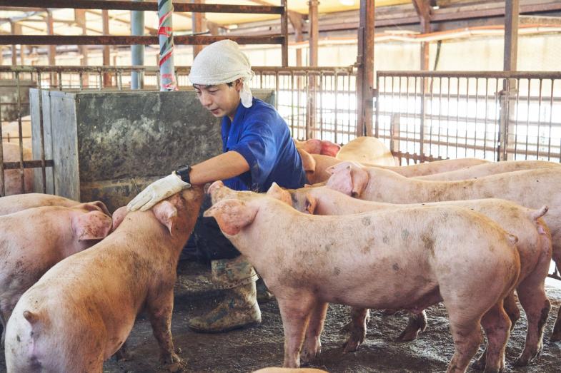 養豚の仕事について、詳しくご紹介いたします！ 「動物が好き」「豚が好き」 「やりがいのある仕事に就きたい」という方、ご参加をお待ちしています！