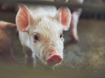 豚が気になる！動物が好き！やりがいのある仕事がしたい！ 自分の手で安心・安全な食をつくりたい！ 若手社員がしっかり育つ曽我の屋農興でその想いカタチにしませんか？