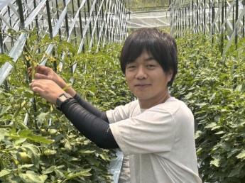 ★即日～9月末ごろまで 「桃太郎トマト」の収穫と選別・箱詰めのお仕事です！ 簡単な作業なので未経験の方も大歓迎です！